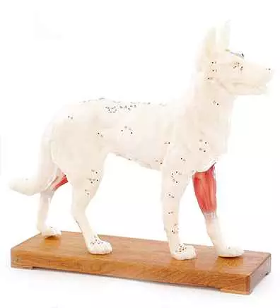 Modello cane agopuntura